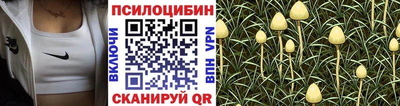 Купить где  Яблоновский  Псилоцибиновые грибы Cubensis 